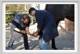 cmv_grosseto062