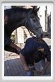 cmv_grosseto070