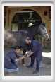 cmv_grosseto082