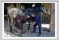 cmv_grosseto083