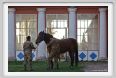 cmv_grosseto096