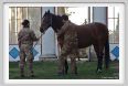 cmv_grosseto098