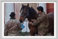 cmv_grosseto099