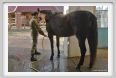 cmv_grosseto109