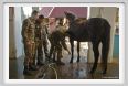 cmv_grosseto110