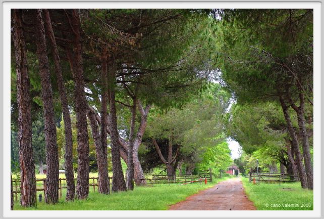 cmv_grosseto221