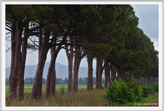 cmv_grosseto225