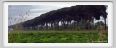 cmv_grosseto224