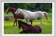 cmv_grosseto222