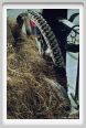 cmv_grosseto323