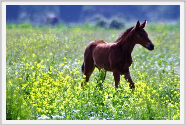 cmv_grosseto473
