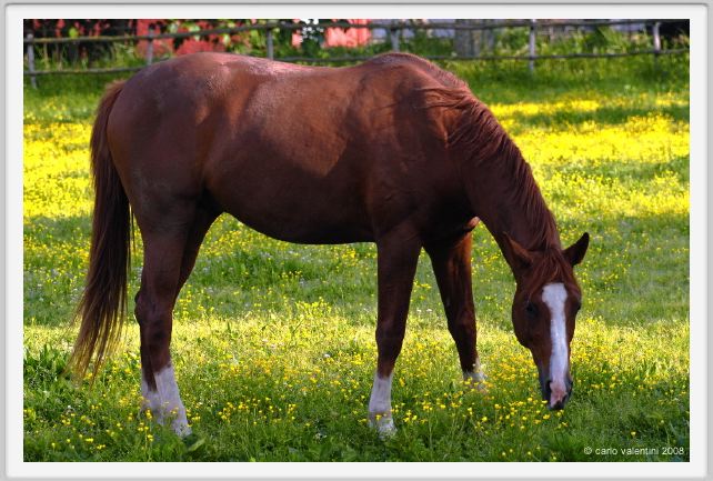 cmv_grosseto441