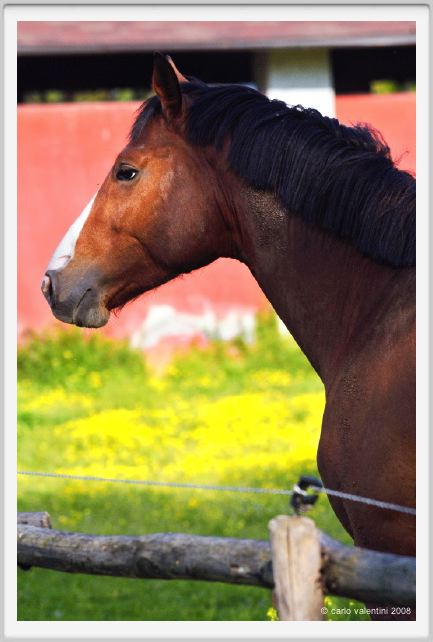 cmv_grosseto443