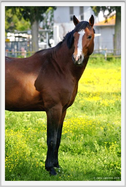 cmv_grosseto444