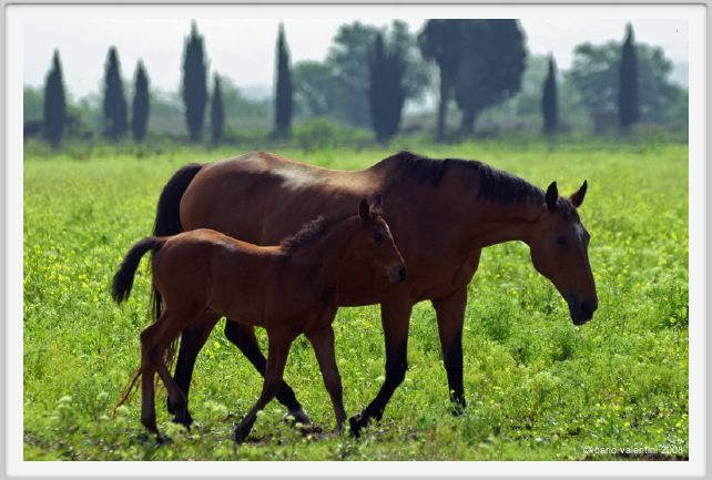 cmv_grosseto451
