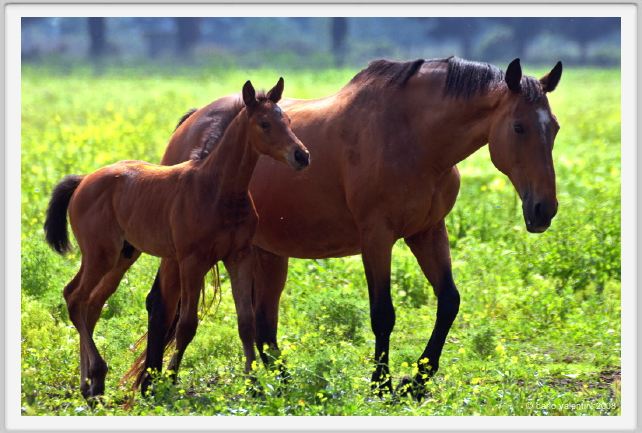 cmv_grosseto452