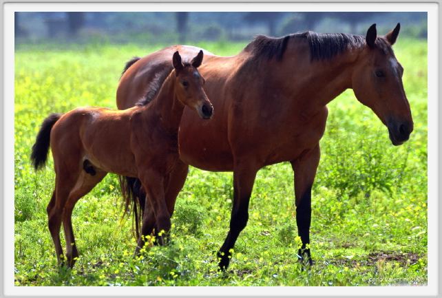 cmv_grosseto453