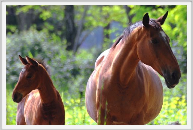 cmv_grosseto457