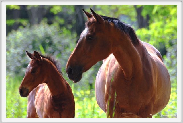 cmv_grosseto458