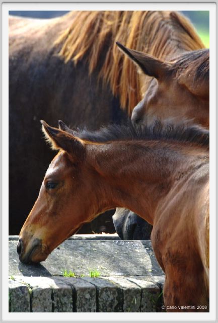 cmv_grosseto464