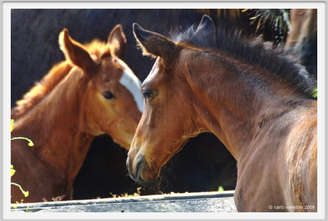 cmv_grosseto466