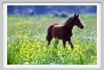 cmv_grosseto473