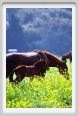 cmv_grosseto474