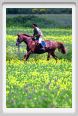 cmv_grosseto419