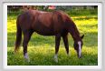 cmv_grosseto441