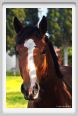 cmv_grosseto442