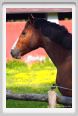 cmv_grosseto443