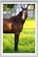 cmv_grosseto444