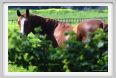 cmv_grosseto448