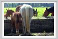 cmv_grosseto449