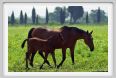 cmv_grosseto451