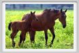 cmv_grosseto452