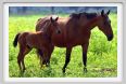 cmv_grosseto453