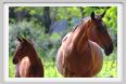 cmv_grosseto457