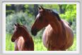 cmv_grosseto458