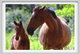cmv_grosseto459