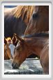 cmv_grosseto465