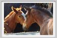 cmv_grosseto466