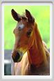 cmv_grosseto468