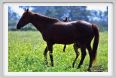 cmv_grosseto469