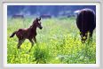 cmv_grosseto471