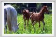 cmv_grosseto472