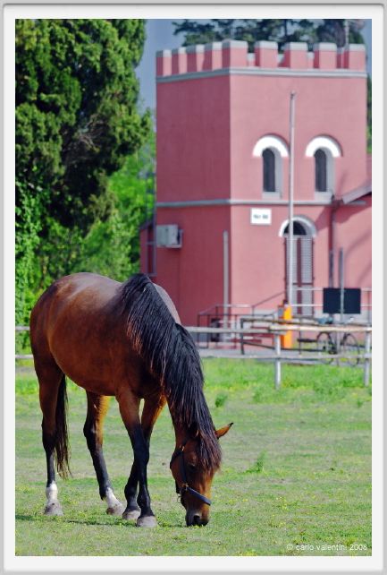 cmv_grosseto504