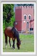 cmv_grosseto504