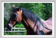cmv_grosseto511