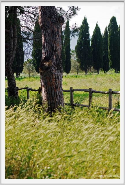 cmv_grosseto545